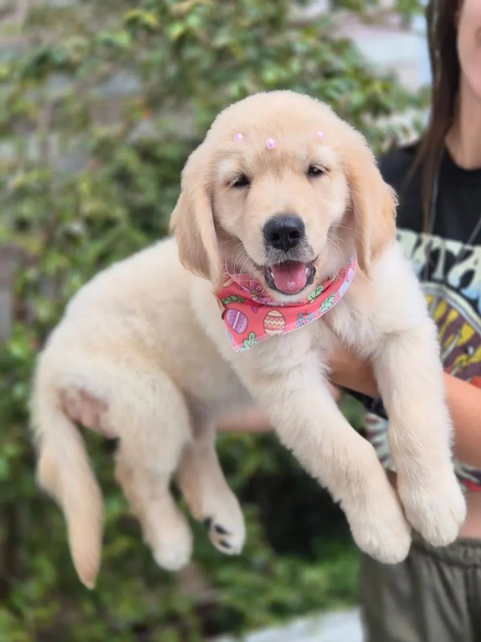 Filhotes de Golden Retriever - Foto 3