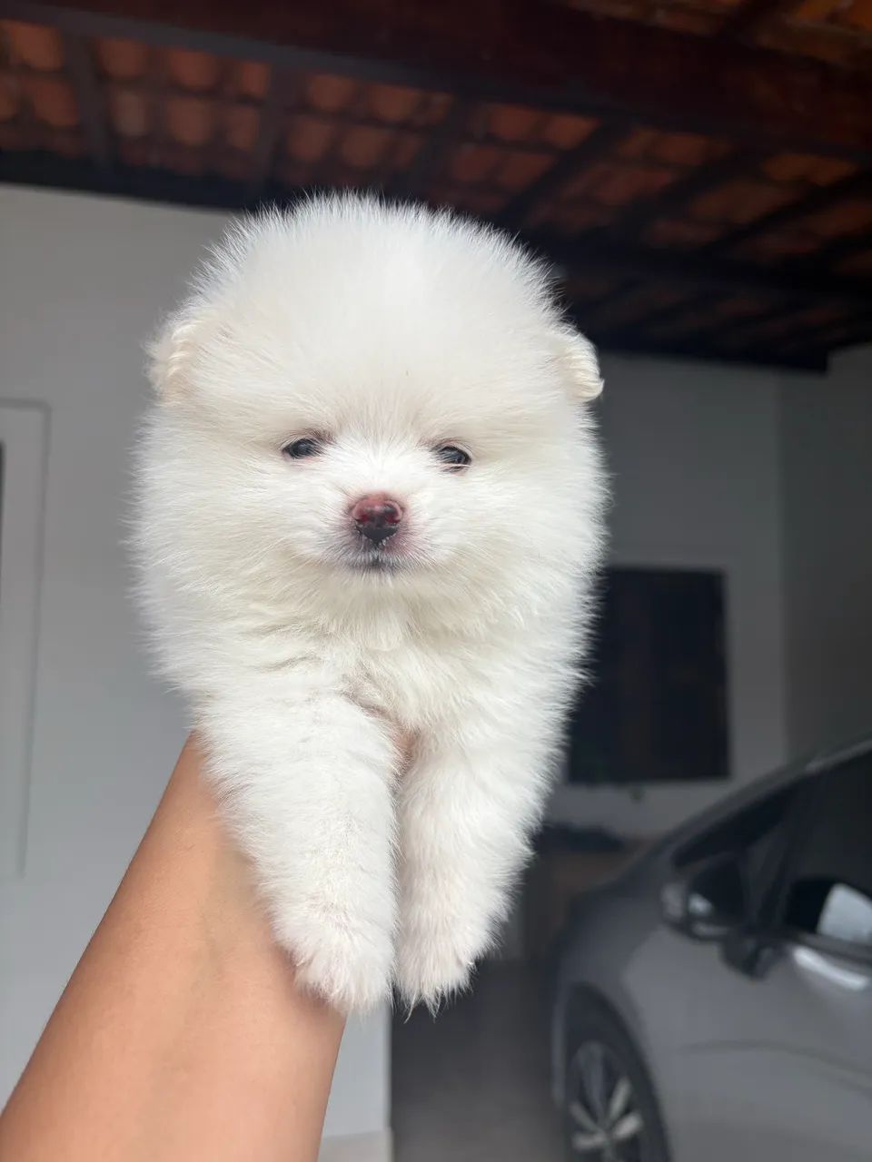 Spitz Alemão  - Foto 3