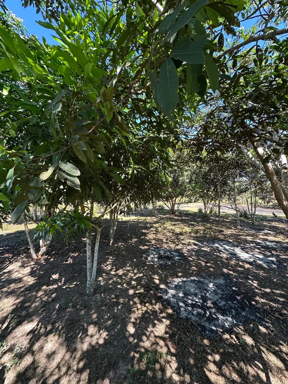 Linda chácara perto da cidade  - Foto 2