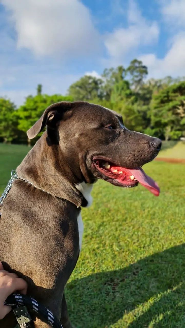 Doação Pitbull São Paulo