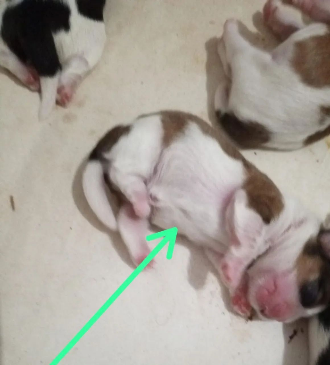 Shih Tzu Toy - Foto 2