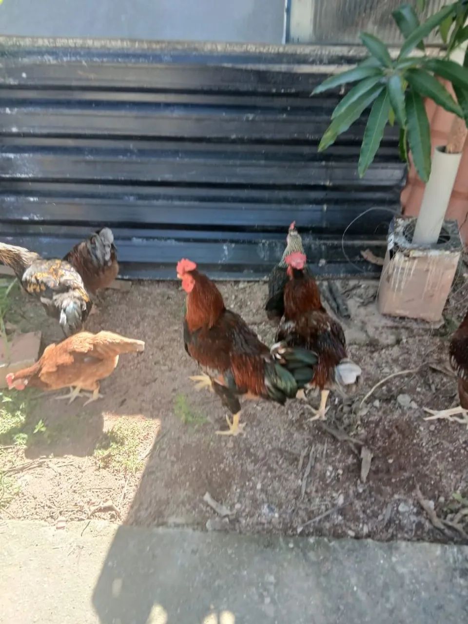 Galos  - Foto 3