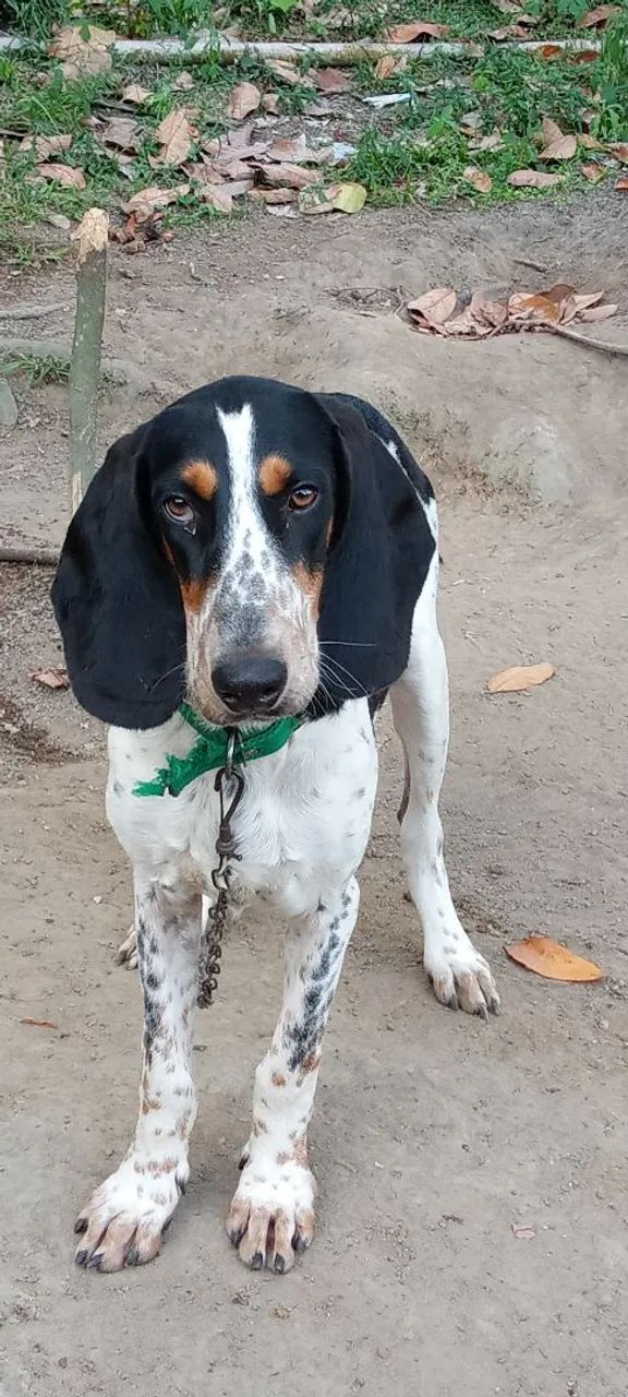 Cães  - Foto 4