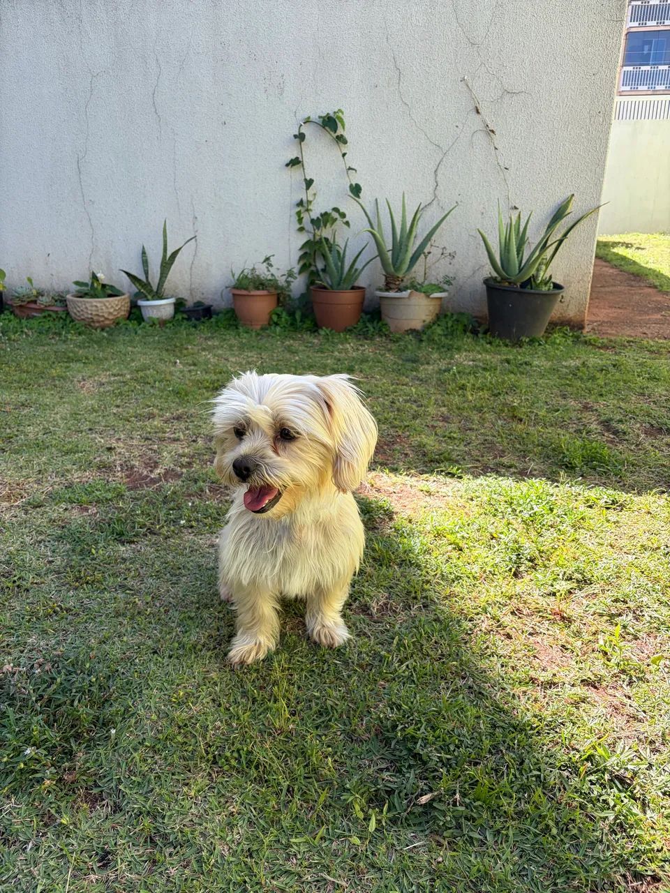 Adoção responsável! - Foto 4