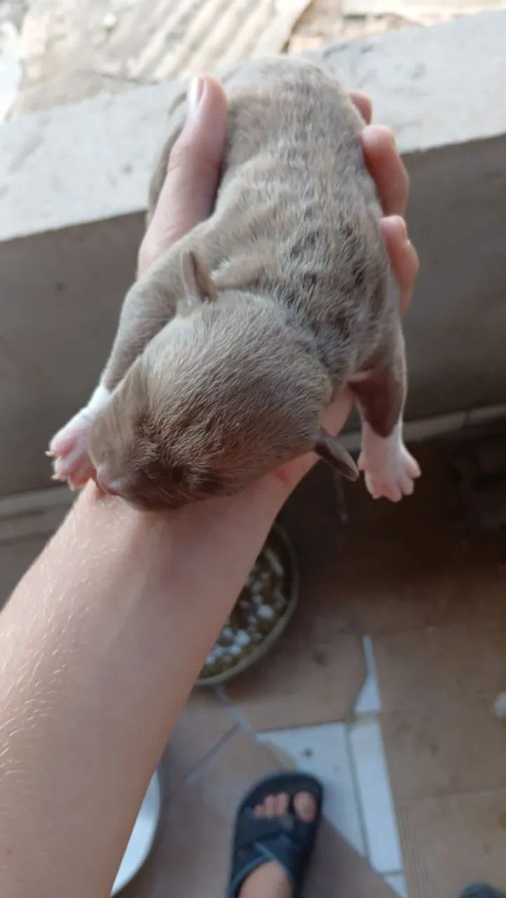 Pit Bull a venda  - Foto 2