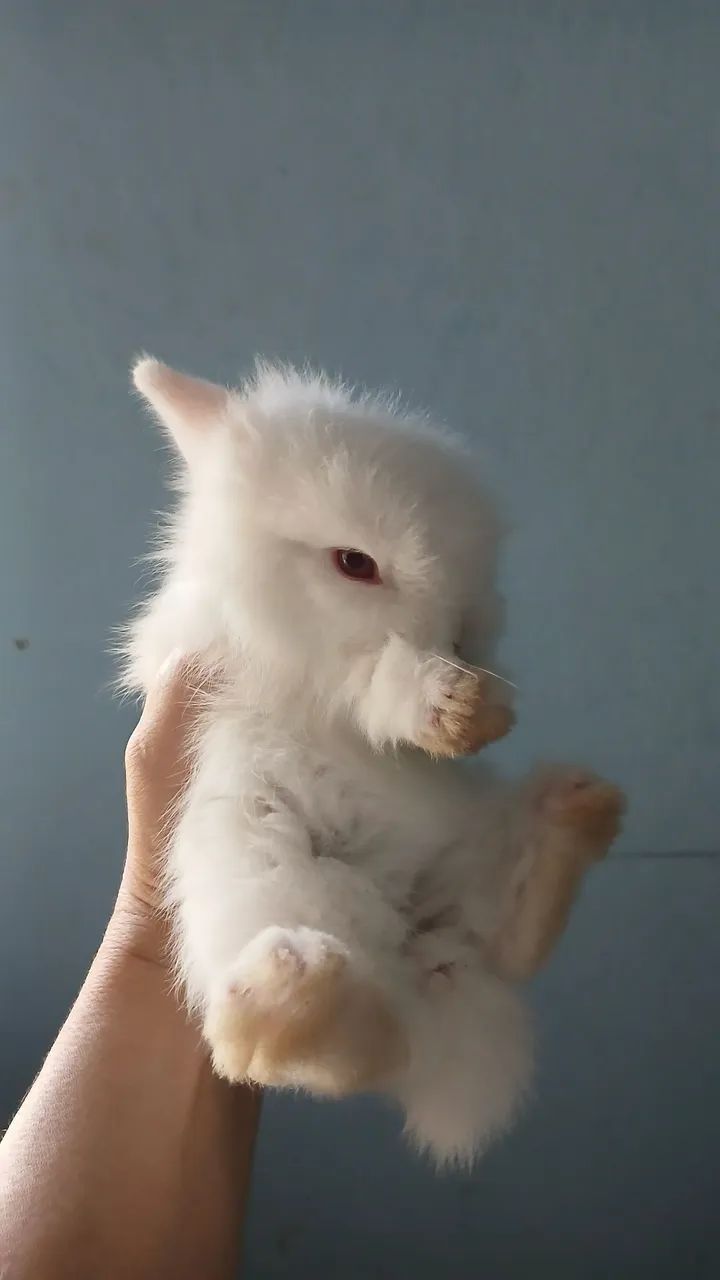 Vendo filhotes de coelho com um mês  - Foto 3