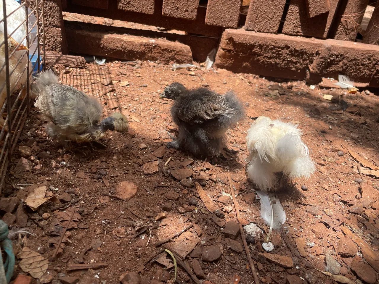 Pintinhos de sedosa - Foto 2