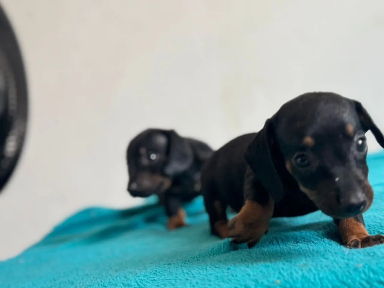 Filhotes Dachshund fêmeas  - Foto 4