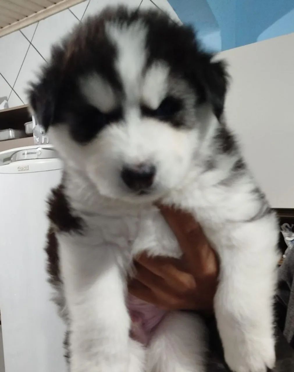 Husky Siberiano último macho - Foto 3