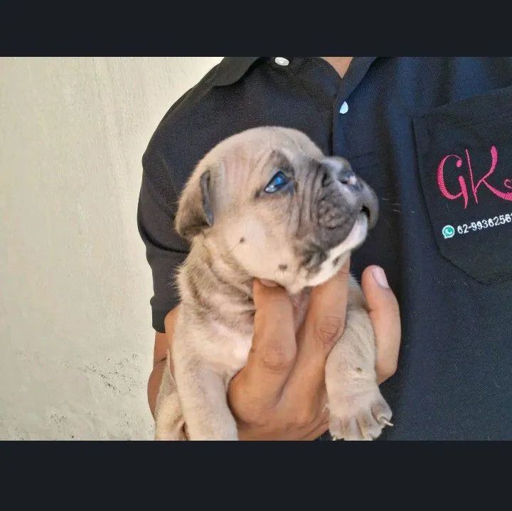 American Bully  - Foto 5
