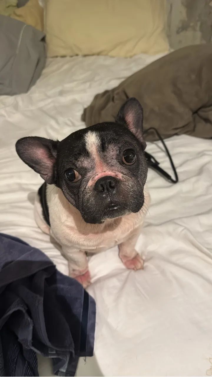 Bulldog Francês  - Foto 5