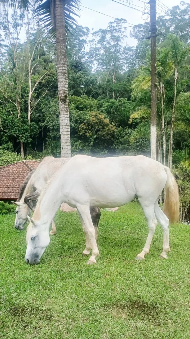 vende se égua  - Foto 3