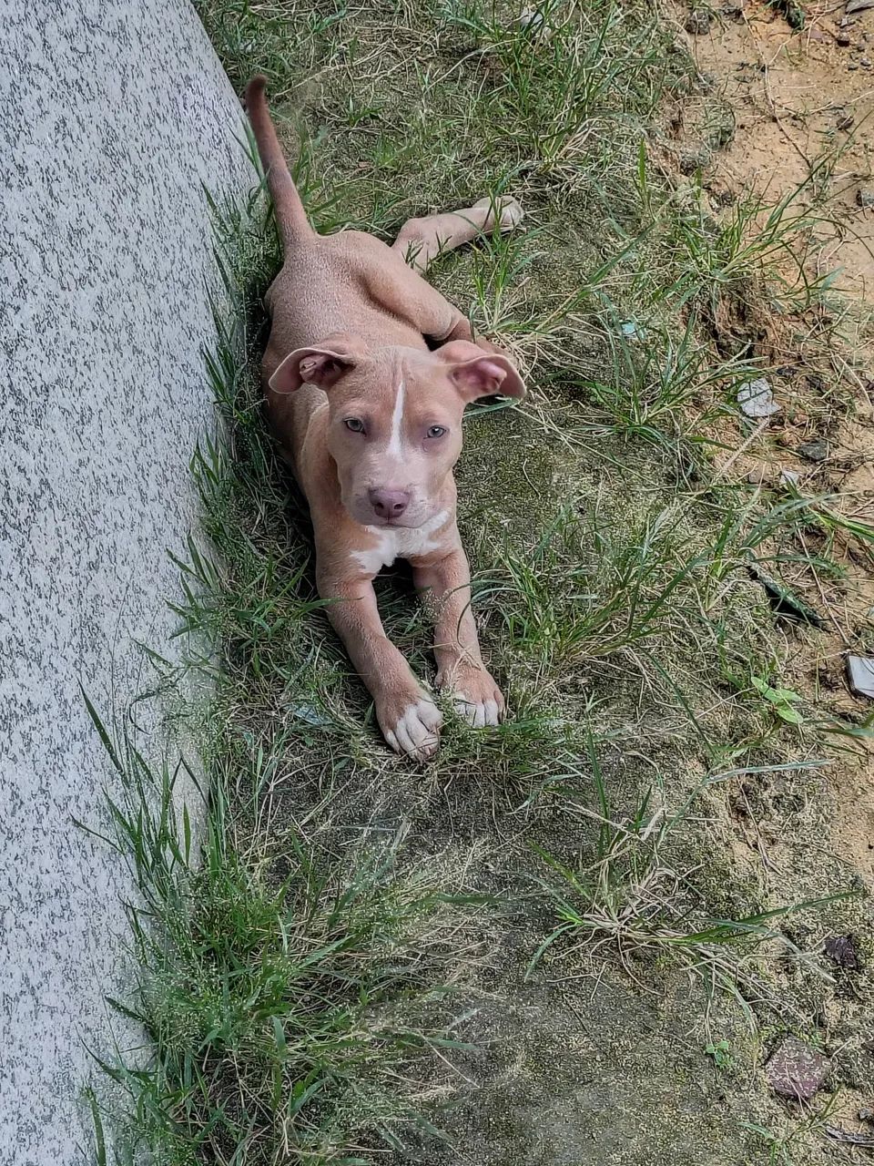 Pitbull imunizado  - Foto 2