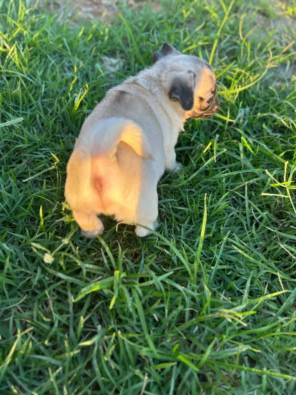 Pug fêmea  - Foto 2