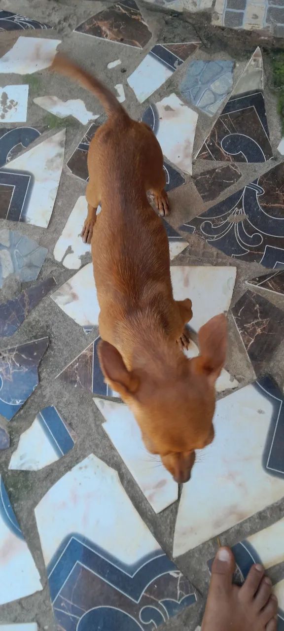 Vendo esse cachorro macho - Foto 4