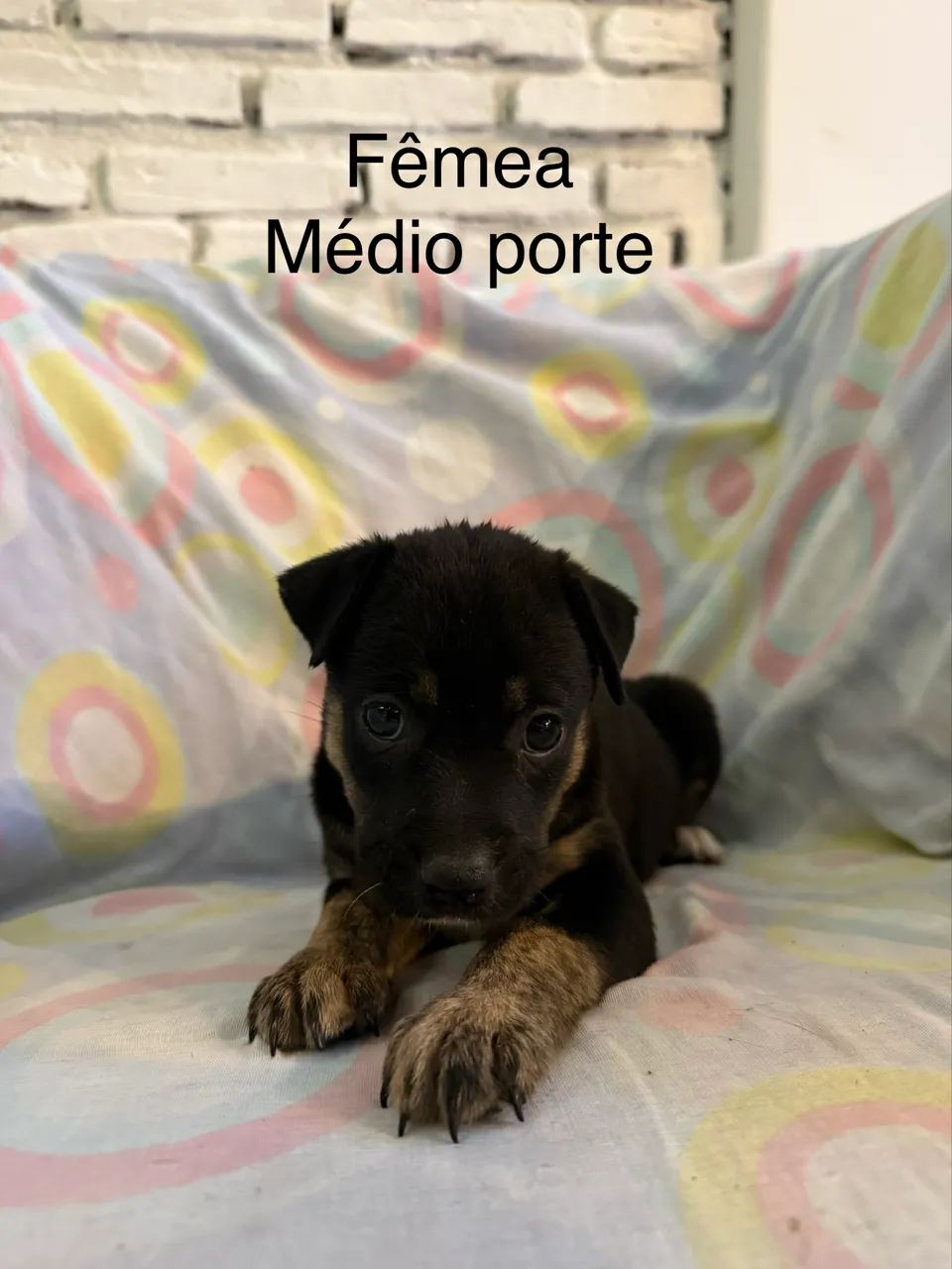Adoção responsável  - Foto 4