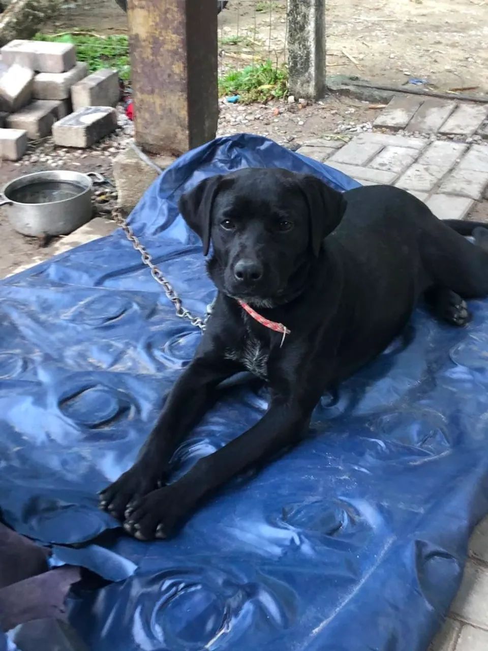 Doação de cachorra - Foto 4