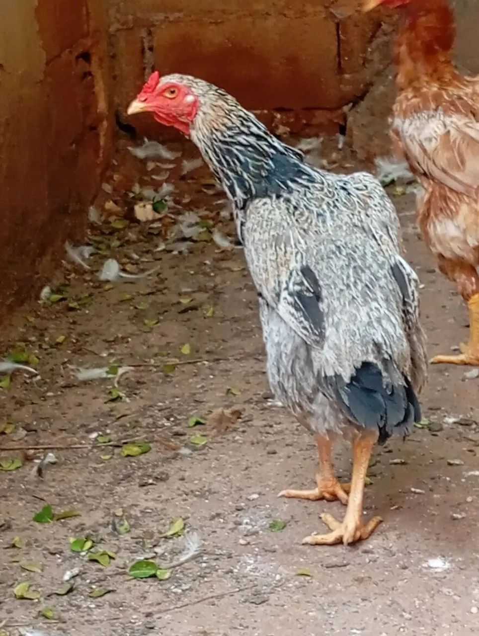 3 galinha caipira  graúda nova botando R$80,00 CADA 90,00