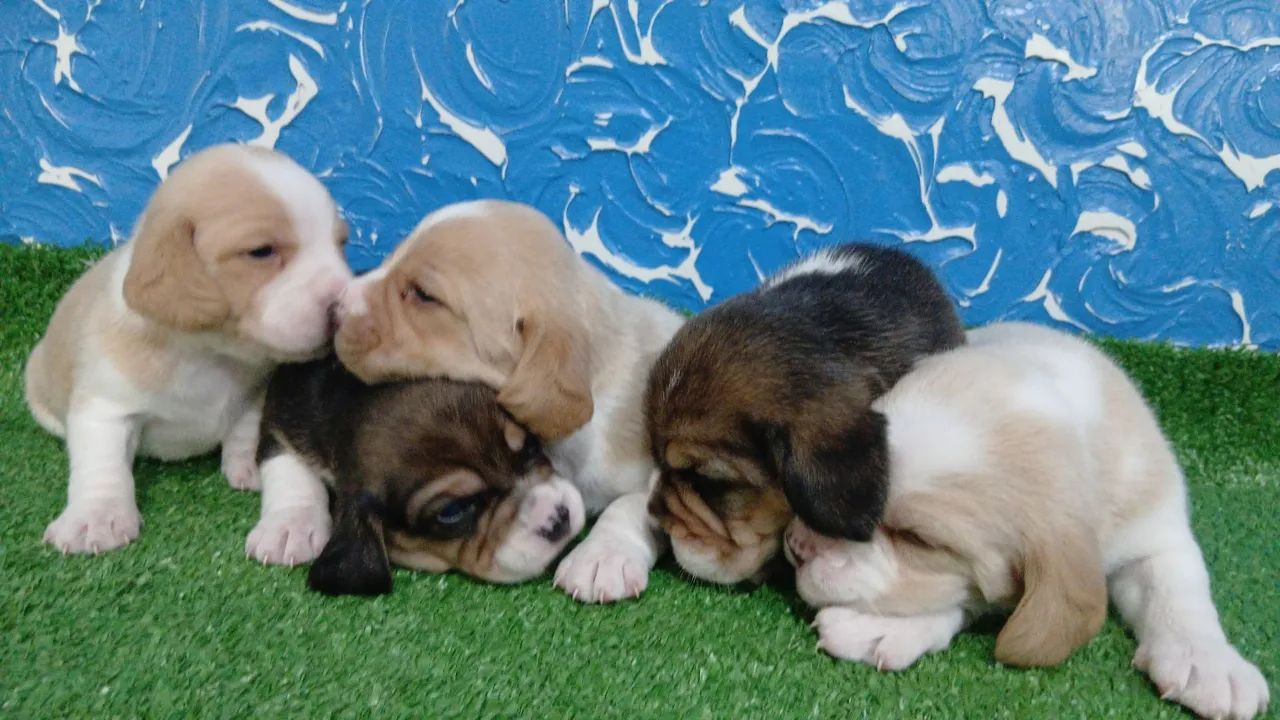 Filhotes de Beagle - Foto 5