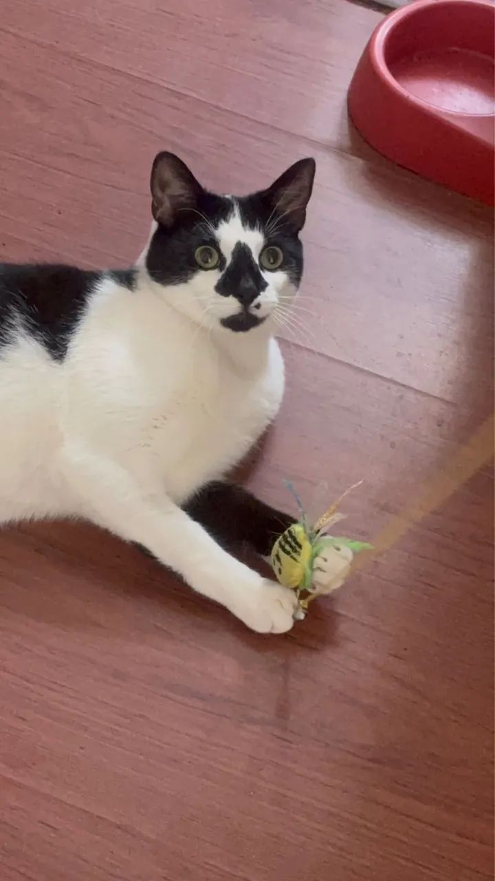 Doação Gato  - Foto 3