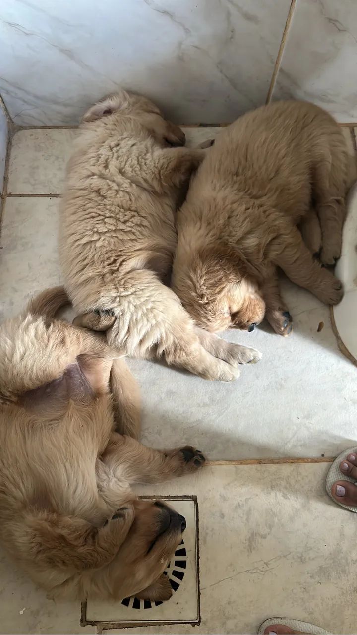 Cachorro - Foto 5