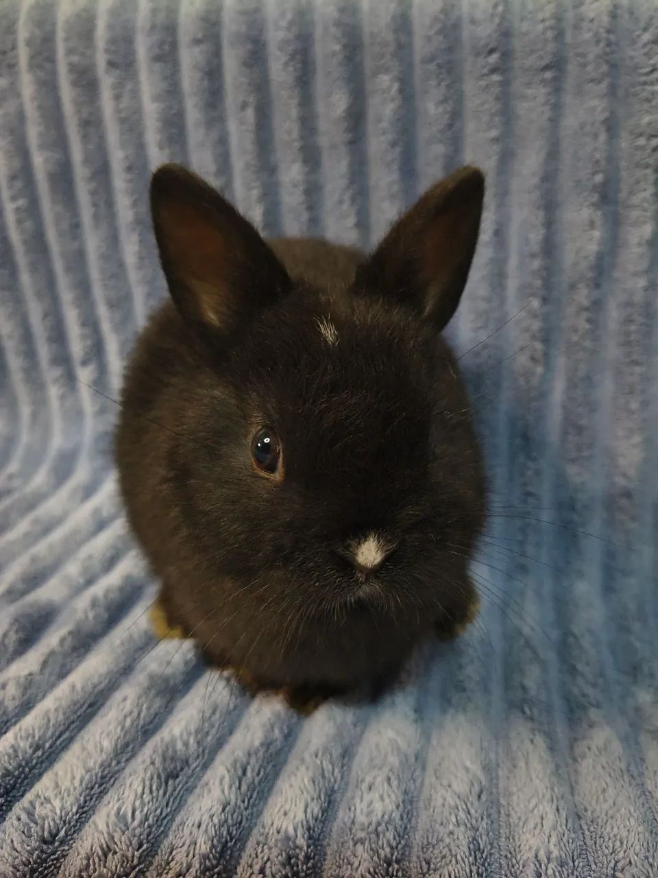 Mini coelho 