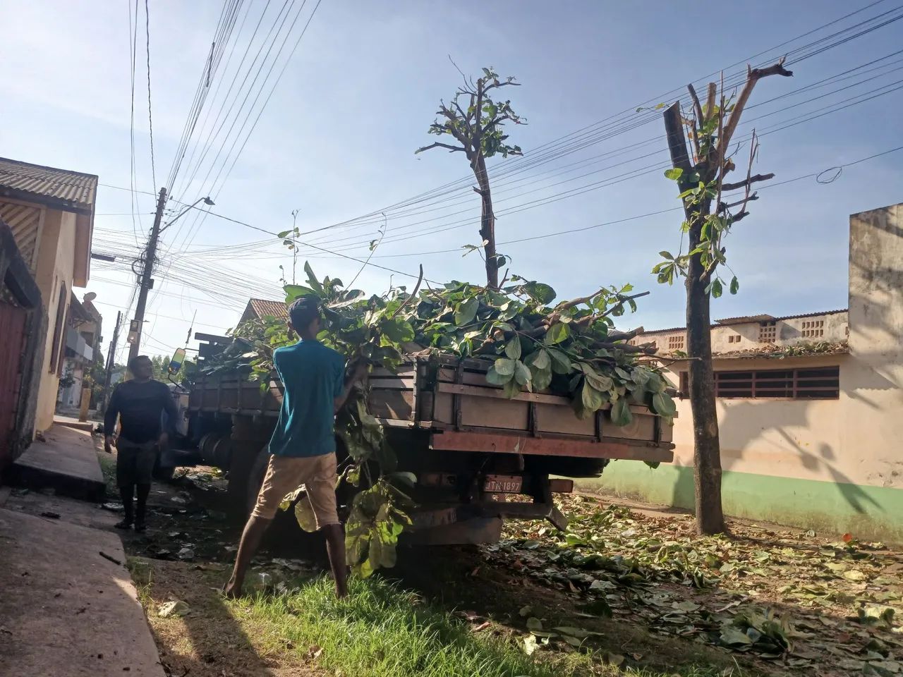 Poda e corte de árvores  - Foto 5