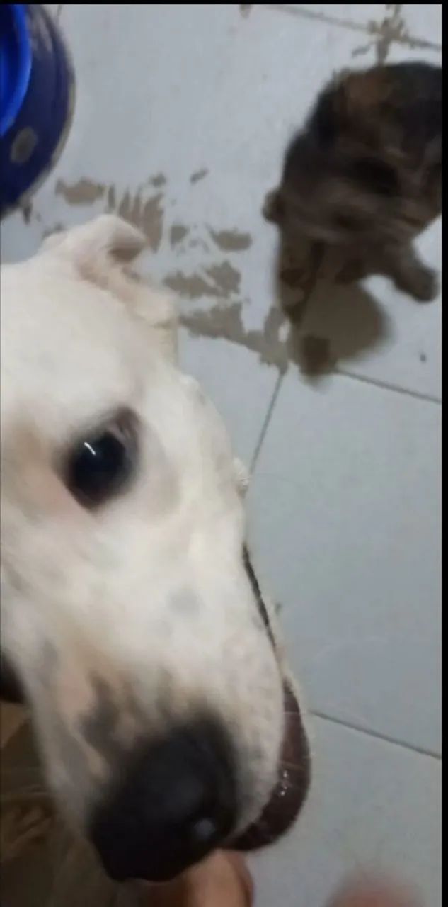 adoção de cadela  - Foto 3