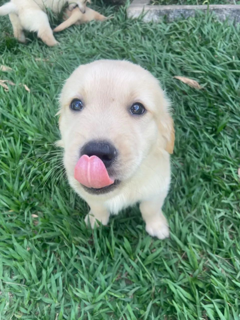 Golden  - Foto 3