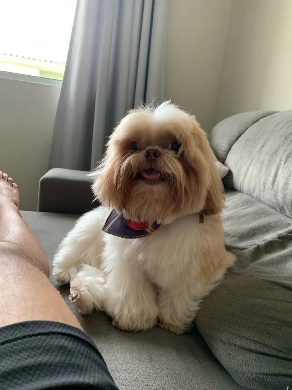 Shihtzu pra cruzar - Foto 3