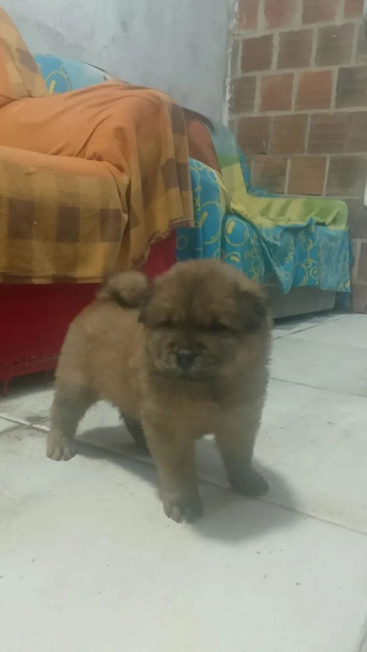 Chow Chow ? - Foto 4