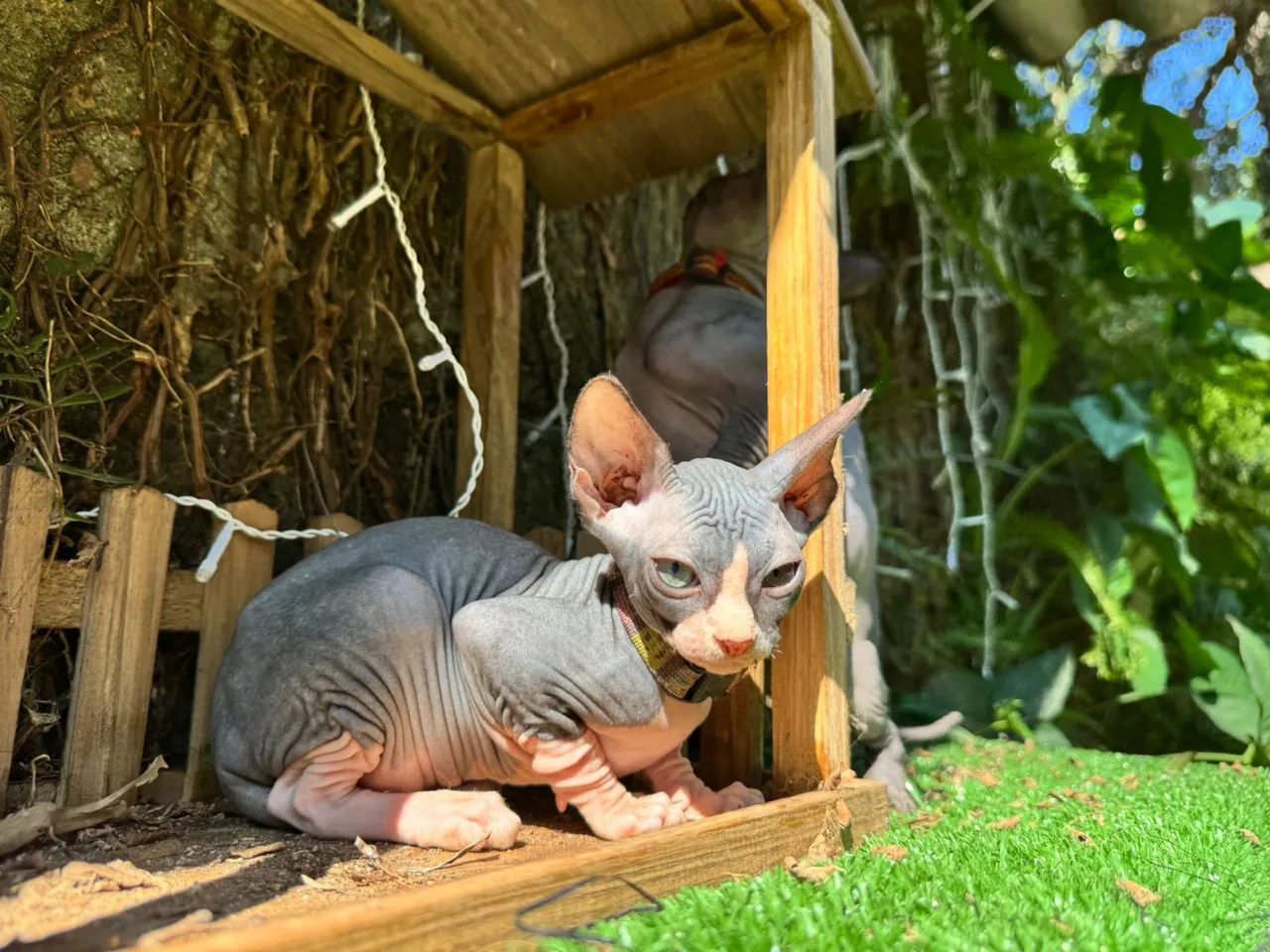 Filhotes de Sphynx - Foto 2