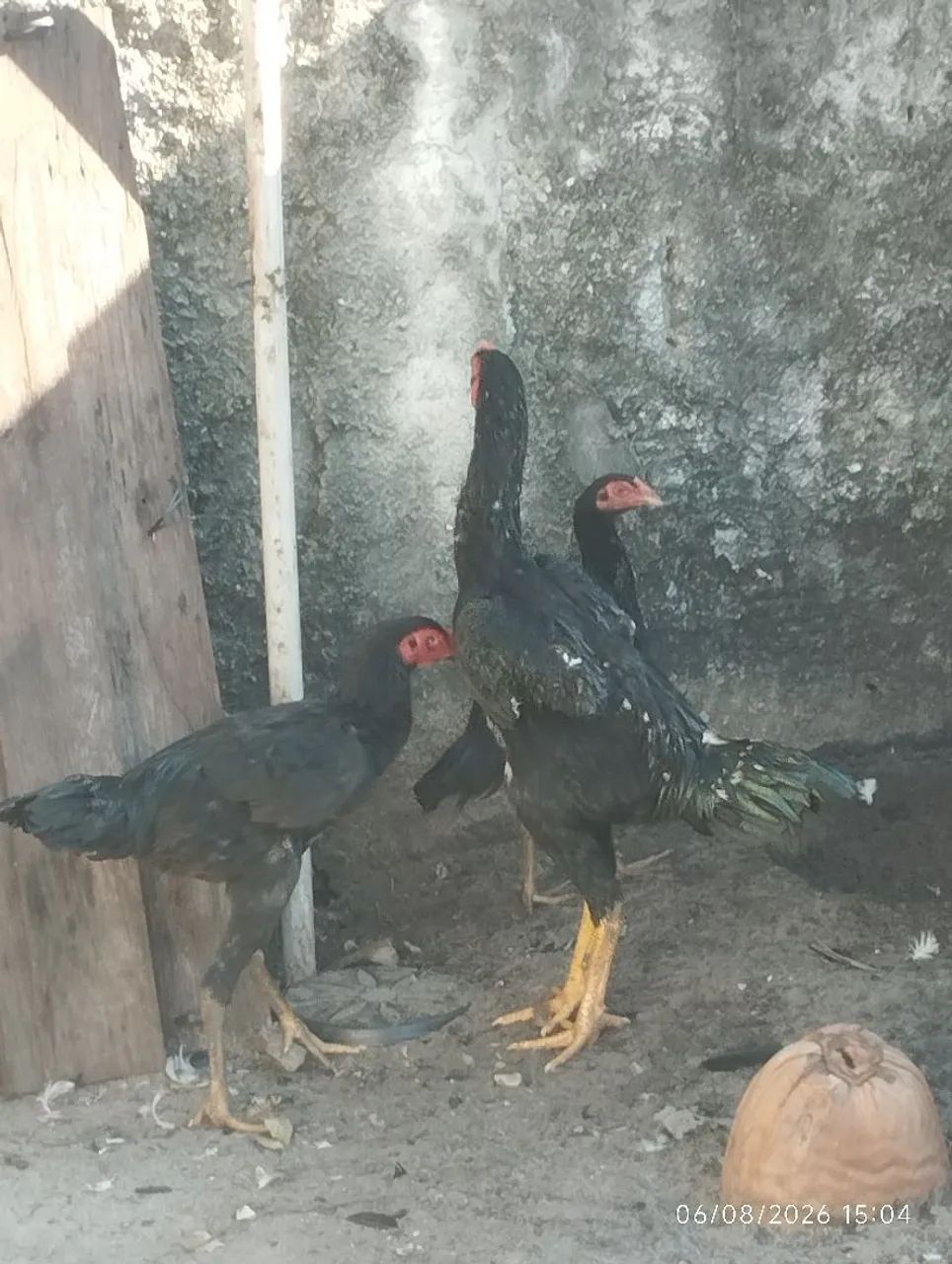 3 galinhas  - Foto 2