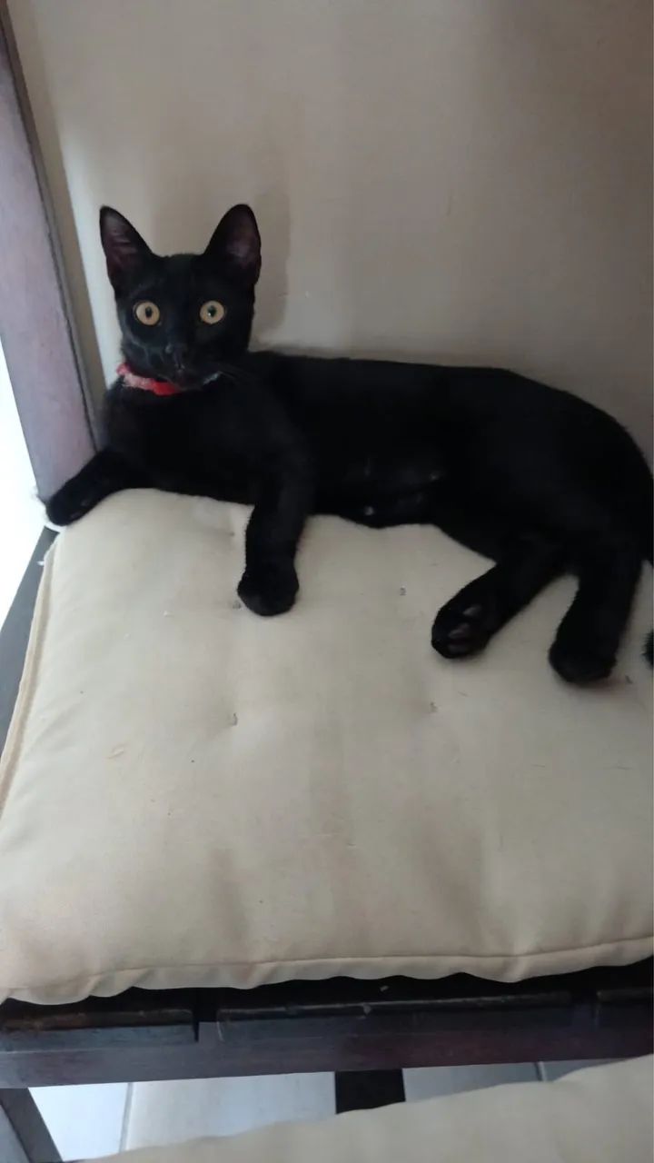 Estou doando gata filhote 