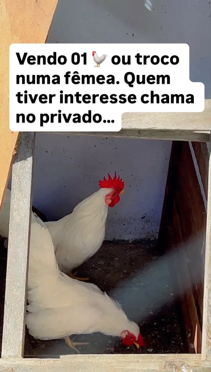 Vendo galinho