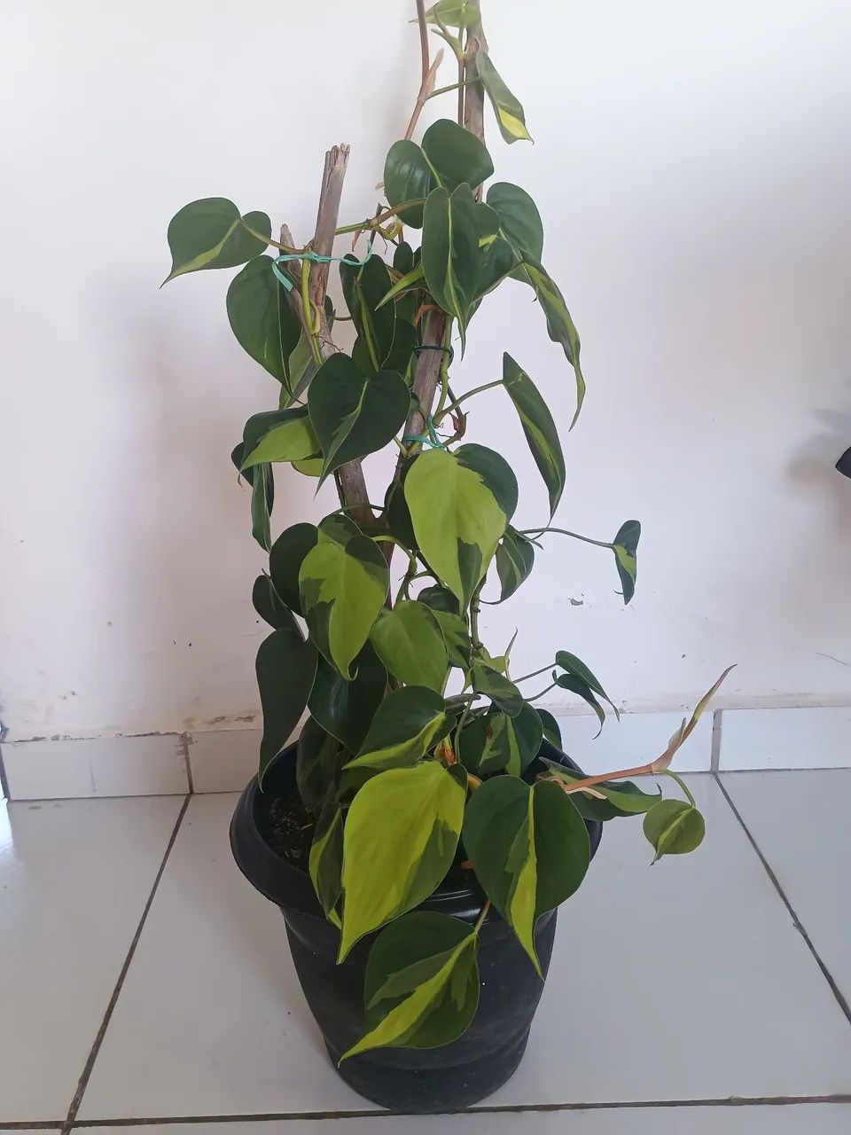 Filodendro brasileirinho 