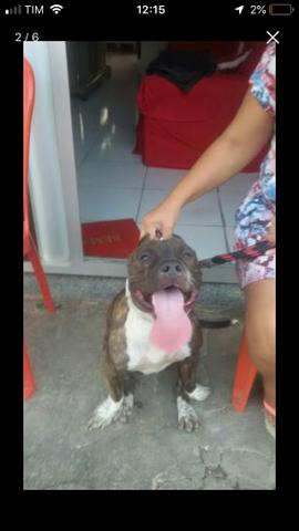 Vendo Pit Monster - Foto 3