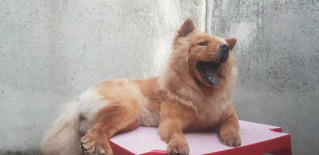 Chow chow femea procura um namorado