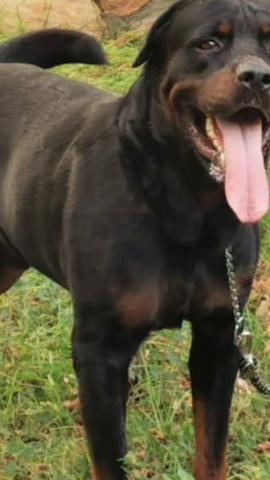 Rottwailer para cruzar com pedigree - Foto 3