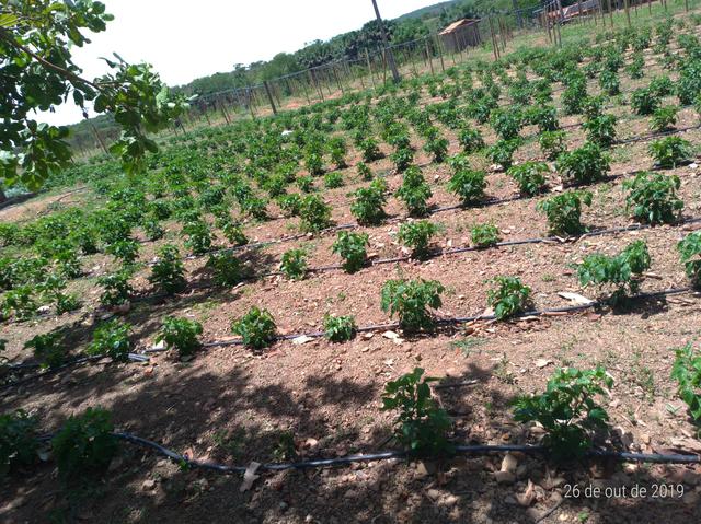 Pimenta de cheiro - Foto 2