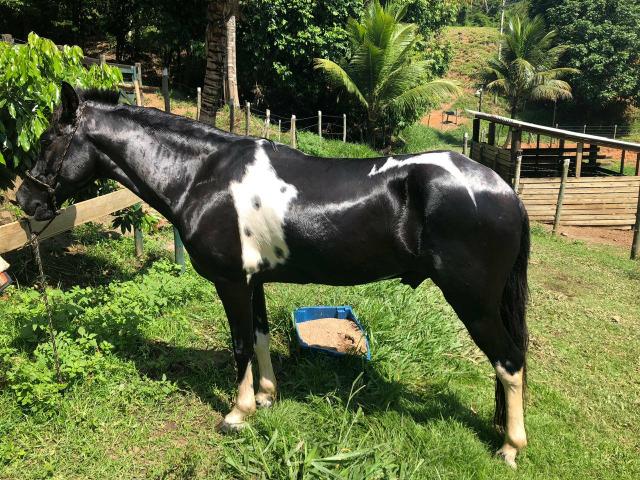 Mangalarga marchador - Foto 3