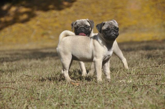 Pug filhotes disponíveis - Foto 4