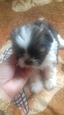 Filhote de shitzu macho tricolor lindoo