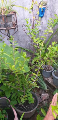 Vendo Três Mudas de acerola já frutificando - Foto 3
