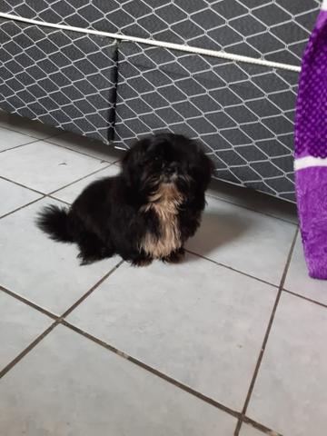 Cachorrinha fêmea - Foto 3