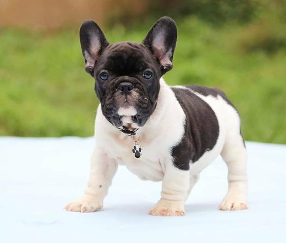 Bulldog Francês Machos Castrados - Foto 2