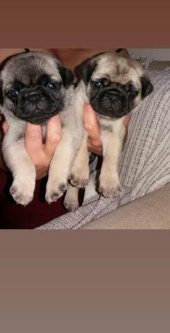 Pug Belos filhotes disponíveis - Foto 2