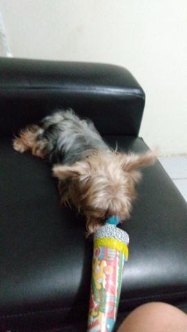 Vendo um york 600.00