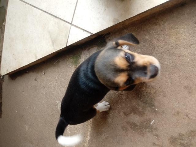 Filhotes de cachorro - Foto 3