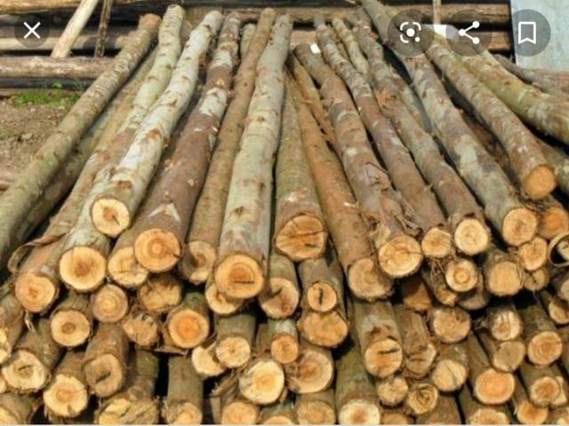 60$ duzia pau escora 4mt